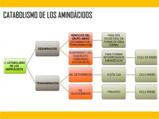 CATABOLISMO DE LOS AMINOÁCIDOS
 