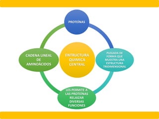 ENTRUCTURA
QUIMICA
CENTRAL
PROTEÍNAS
PLEGADA DE
FORMA QUE
MUESTRA UNA
ESTRUCTURA
TRIDIMENSIONAL
LES PERMITE A
LAS PROTEÍNAS
RELAIZAR
DIVERSAS
FUNCIONES
CADENA LINEAL
DE
AMINOÁCIDOS
 