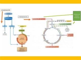 Síntesis de
nuevas
Proteínas
DESAMINACIÓN
 