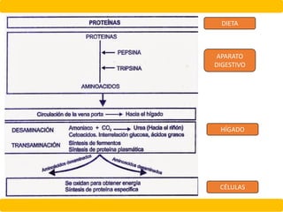 DIETA
APARATO
DIGESTIVO
HÍGADO
CÉLULAS
 