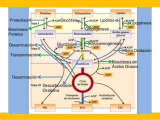 QUIMICA DE PROTEINAS