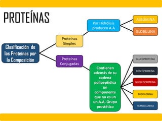 Clasificación de
las Proteínas por
la Composición
Proteínas
Simples
Proteínas
Conjugadas
Por Hidrólisis
producen A.A
Contienen
además de su
cadena
polipeptídica
un
componente
que no es un
un A.A, Grupo
prostético
ALBÚMINA
GLOBULINA
GLUCOPROTEÍNA
FOSFOPROTEÍNA
NUCLEOPROTEÍNA
MIOGLOBINA
HEMOGLOBINA
PROTEÍNAS
 