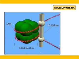 NUCLEOPROTEÍNA
 