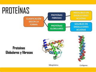 PROTEÍNAS
FIBROSAS
PROTEÍNAS
GLOBULARES
CLASIFICACIÓN
SEGÚN LA
FORMA
INSOLUBLES EN
DISOLUCIONES
ACUOSAS
SOLUBLES EN
DISOLUCIONES
ACUOSAS
PROTEÍNAS
Proteínas
Globulares y fibrosas
 