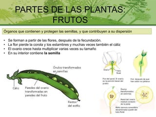 PARTES DE LAS PLANTAS:
FRUTOS
Órganos que contienen y protegen las semillas, y que contribuyen a su dispersión
• Se forman a partir de las flores, después de la fecundación.
• La flor pierde la corola y los estambres y muchas veces también el cáliz
• El ovario crece hasta multiplicar varias veces su tamaño
• En su interior contiene la semilla
 