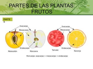 PARTES DE LAS PLANTAS:
FRUTOS
PARTE
S
 