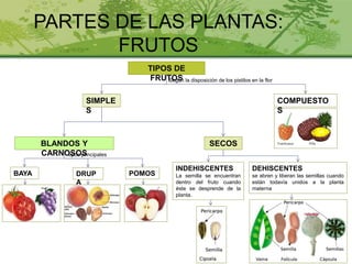 PARTES DE LAS PLANTAS:
FRUTOS
TIPOS DE
FRUTOS
SIMPLE
S
Según la disposición de los pistilos en la flor
COMPUESTO
S
BLANDOS Y
CARNOSOS
SECOS
BAYA DRUP
A
POMOS
tipos principales
DEHISCENTES
se abren y liberan las semillas cuando
están todavía unidos a la planta
materna
INDEHISCENTES
La semilla se encuentran
dentro del fruto cuando
éste se desprende de la
planta.
 