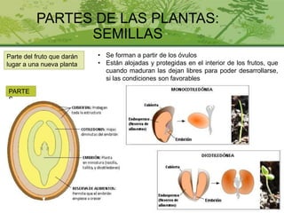 PARTES DE LAS PLANTAS:
SEMILLAS
Parte del fruto que darán
lugar a una nueva planta
PARTE
S
• Se forman a partir de los óvulos
• Están alojadas y protegidas en el interior de los frutos, que
cuando maduran las dejan libres para poder desarrollarse,
si las condiciones son favorables
 