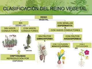 CLASIFICACIÓN DEL REINO VEGETAL
REINO
VEGETAL
SIN
SEMILLAS
CON SEMILLAS
ESPERMAFITA
SSIN VASOS
CONDUCTORES
CON VASOS
CONDUCTORES CON VASOS CONDUCTORES
CON FRUTOS
ANGIOSPERMAS
SIN FRUTOS
GIMNOSPERMA
S
CON 1 COTILEDÓN
MONOCOTILEDÓNEA
S
CON 2
COTILEDONES
DICOTILEDÓNEAS
CRIPTÓGAMAS
REPRODUCCIÓN POR
ESPORAS
 