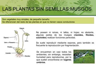 Son vegetales muy simples, de pequeño tamaño
Se diferencian del resto de las plantas en que no tienen vasos conductores
LAS PLANTAS SIN SEMILLAS:MUSGOS
No poseen ni raíces, ni tallos, ni hojas; no obstante,
algunas partes de los musgos (rizoides, filoides,
cauloides) realizan funciones parecidas.
Se suele reproducir mediante esporas, pero también es
frecuente la reproducción por fragmentación.
Se encuentran en casi todos los
ambientes; sin embargo, necesitan
humedad para reproducirse, por lo
que suelen encontrarse en lugares
umbríos.
 