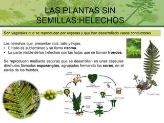 LAS PLANTAS SIN
SEMILLAS:HELECHOS
Los helechos que presentan raíz, tallo y hojas.
• El tallo es subterráneo y se llama rizoma.
• La parte visible de los helechos son las hojas que se llaman frondes.
Son vegetales que se reproducen por esporas y que han desarrollado vasos conductores
Se reproducen mediante esporas que se desarrollan en unas cápsulas
diminutas llamadas esporangios, agrupadas formando los soros, en el
envés de los frondes.
 