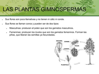 LAS PLANTAS GIMNOSPERMAS
● Sus flores son poco llamativas y no tienen ni cáliz ni corola.
● Sus flores se llaman conos y pueden ser de dos tipos:
● Masculinas: producen el polen que son los gametos masculinos.
● Femeninas: producen los óvulos que son los gametos femeninos. Forman las
piñas, que liberan las semillas ya fecundadas.
 