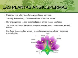 LAS PLANTAS ANGIOSPERMAS
● Presentan raíz, tallo, hojas, flores y semillas en los frutos.
● Son muy abundantes y pueden ser árboles, arbustos e hierba.
● Hay angiospermas en casi todos los tipos de climas, menos en el polar.
● Sus hojas son de muchas formas y algunas se caen en épocas estivales, es decir,
caduca.
● Sus flores tienen muchas formas y presentan órganos masculinos y femeninos
(hermafrodita).
 