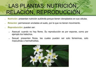 LAS PLANTAS: NUTRICIÓN,
RELACIÓN, REPRODUCCIÓN
● Nutrición: presentan nutrición autótrofa porque tienen cloroplastos en sus células.
● Relación: permanecen ancladas al suelo, por lo que no tienen movimiento.
● Reproducción: pueden ser:
● Asexual: cuando no hay flores. Su reproducción es por esporas, como por
ejemplo los helechos.
● Sexual: presentan flores, las cuales pueden ser solo femeninas, solo
masculinas o hermafroditas.
 