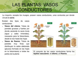 LAS PLANTAS: VASOS
CONDUCTORES
Existen dos tipos de vasos
conductores:
● Vasos del xilema: Tubos de
paredes gruesas y fuertes por
donde asciende la savia bruta
(agua y sales minerales),
necesaria para la fotosíntesis,
desde la raíz hasta las hojas
● Vasos de floema: Tubos de
paredes muy finas que
distribuyen la sabia elaborada
(glucosa formada en las hojas
en la fotosíntesis) a todas las
partes de la planta
La mayoría, excepto los musgos, poseen vasos conductores, unos conductos por donde
circula la savia.
El conjunto de los vasos conductores forma los
tejidos vasculares: el xilema y el floema.
 
