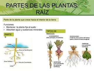 PARTES DE LAS PLANTAS:
RAÍZ
Funciones:
• Mantener la planta fija al suelo
• Absorber agua y sustancias minerales
Parte de la planta que crece hacia el interior de la tierra
TIPOS DE
RAÍCESPARTE
S
 