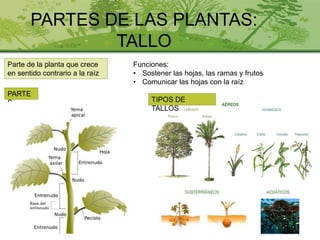 PARTES DE LAS PLANTAS:
TALLO
Parte de la planta que crece
en sentido contrario a la raíz
Funciones:
• Sostener las hojas, las ramas y frutos
• Comunicar las hojas con la raíz
PARTE
S TIPOS DE
TALLOS
 