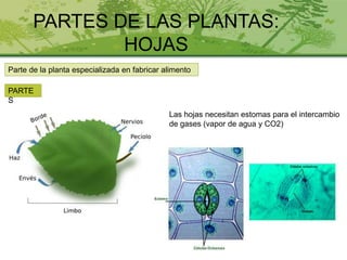 PARTES DE LAS PLANTAS:
HOJAS
Parte de la planta especializada en fabricar alimento
PARTE
S
Las hojas necesitan estomas para el intercambio
de gases (vapor de agua y CO2)
 