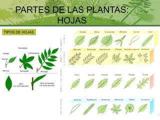 PARTES DE LAS PLANTAS:
HOJAS
TIPOS DE HOJAS
 