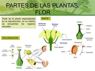 PARTES DE LAS PLANTAS:
FLOR
Parte de la planta especializada
en la reproducción, en su interior
se encuentran los órganos
sexuales
PARTE
S
FECUNDACIÓN
 