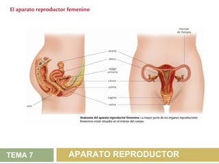 TEMA 7   APARATO REPRODUCTOR
 