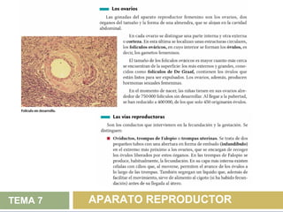 TEMA 7   APARATO REPRODUCTOR
 