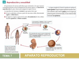 TEMA 7   APARATO REPRODUCTOR
 