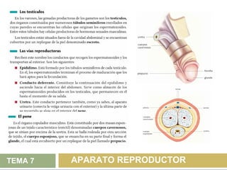 TEMA 7   APARATO REPRODUCTOR
 
