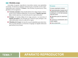 TEMA 7   APARATO REPRODUCTOR
 