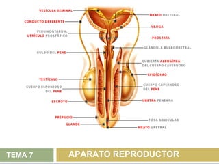 TEMA 7   APARATO REPRODUCTOR
 