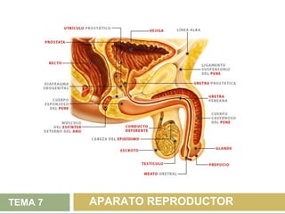 TEMA 7   APARATO REPRODUCTOR
 
