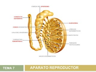 TEMA 7   APARATO REPRODUCTOR
 