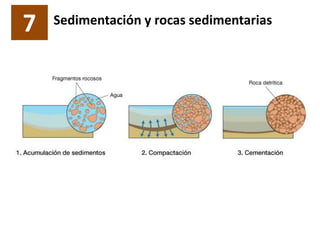 7 Sedimentación y rocas sedimentarias
 
