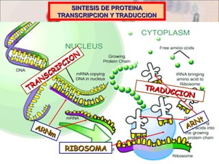 SINTESIS DE PROTEINA TRANSCRIPCION Y TRADUCCION TRANSCRIPCION TRADUCCION ARNm ARNt RIBOSOMA 