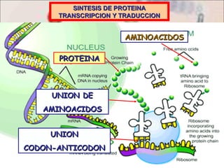 SINTESIS DE PROTEINA TRANSCRIPCION Y TRADUCCION AMINOACIDOS UNION CODON-ANTICODON UNION DE AMINOACIDOS PROTEINA 