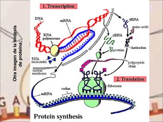 Otra imagen de la síntesis de proteína;  