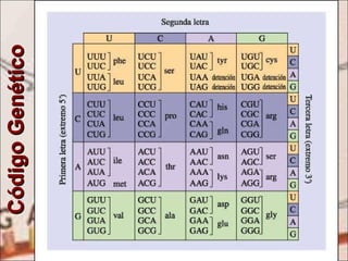 Código Genético 
