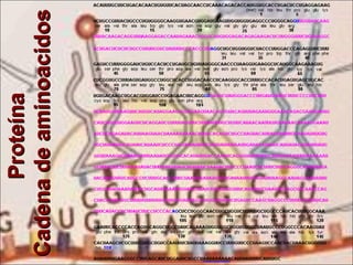 Proteína  Cadena de aminoacidos 