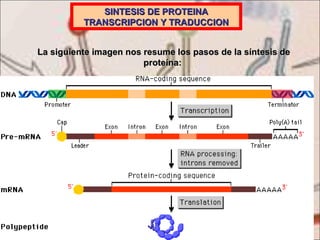 SINTESIS DE PROTEINA TRANSCRIPCION Y TRADUCCION La siguiente imagen nos resume los pasos de la síntesis de proteína:  