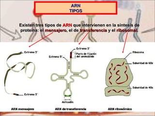 ARN TIPOS Existen tres tipos de  ARN  que intervienen en la síntesis de proteína: el  mensajero , el de  transferencia  y el  ribosomal . 