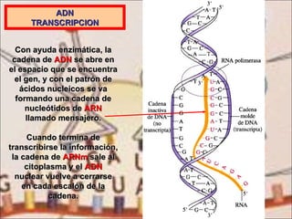 ADN TRANSCRIPCION Con ayuda enzimática, la cadena de  ADN  se abre en el espacio que se encuentra el gen, y con el patrón de ácidos nucleicos se va formando una cadena de nucleótidos de  ARN  llamado mensajero. Cuando termina de transcribirse la información, la cadena de  ARNm  sale al citoplasma y el  ADN  nuclear vuelve a cerrarse en cada escalón de la cadena. 