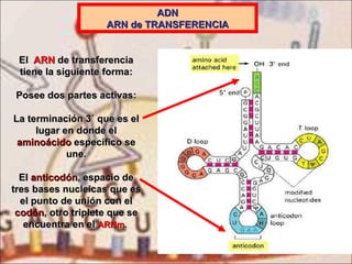 ADN ARN de TRANSFERENCIA El  ARN  de transferencia tiene la siguiente forma: Posee dos partes activas: La terminación 3´ que es el lugar en donde el  aminoácido  específico se une. El  anticodón , espacio de tres bases nucleicas que es el punto de unión con el  codón , otro triplete que se encuentra en el  ARNm .   