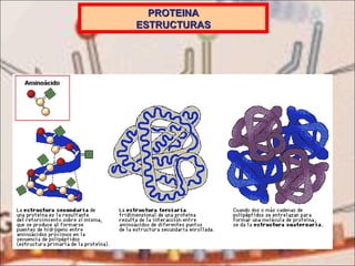 PROTEINA ESTRUCTURAS 