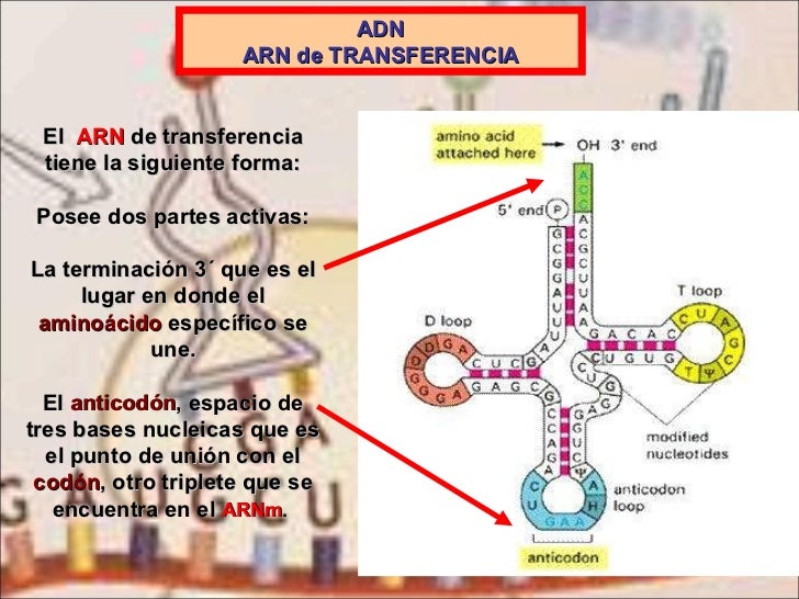 Tema 7 sintesis de proteina