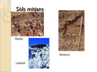 Sòls mitjans   Rànker Rendzina  Leptosòl 