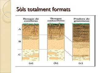 Sòls totalment formats 