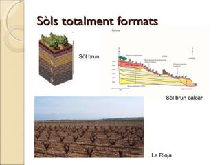 Sòls totalment formats Sòl brun  Sòl brun calcari La Rioja 