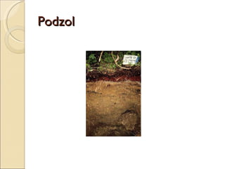 Podzol 