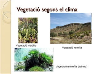 Vegetació segons el clima Vegetació hidròfila Vegetació xeròfila Vegetació termòfila (palmito) 