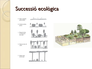 Successió ecològica 